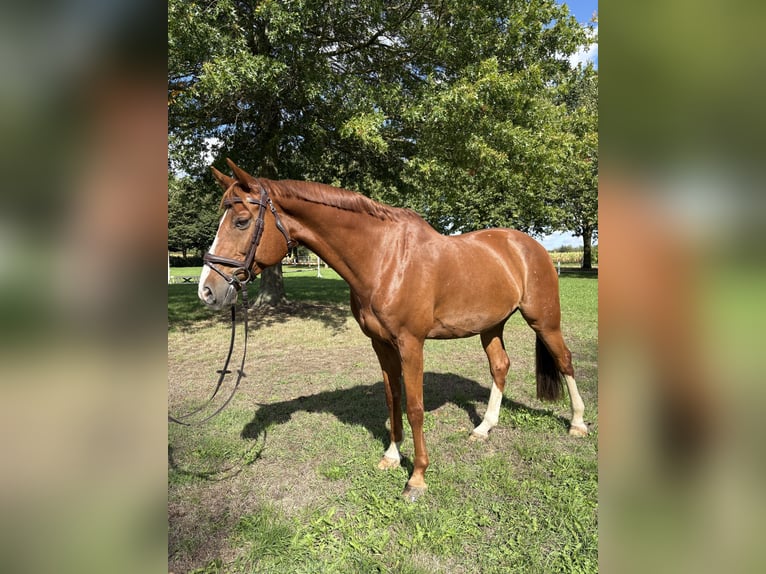 Hannoveraner Wallach 12 Jahre 168 cm Fuchs in Dickel