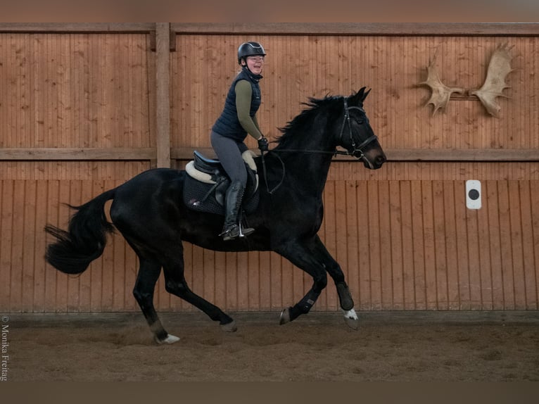 Hannoveraner Wallach 12 Jahre 169 cm Schwarzbrauner in Bad Bevensen