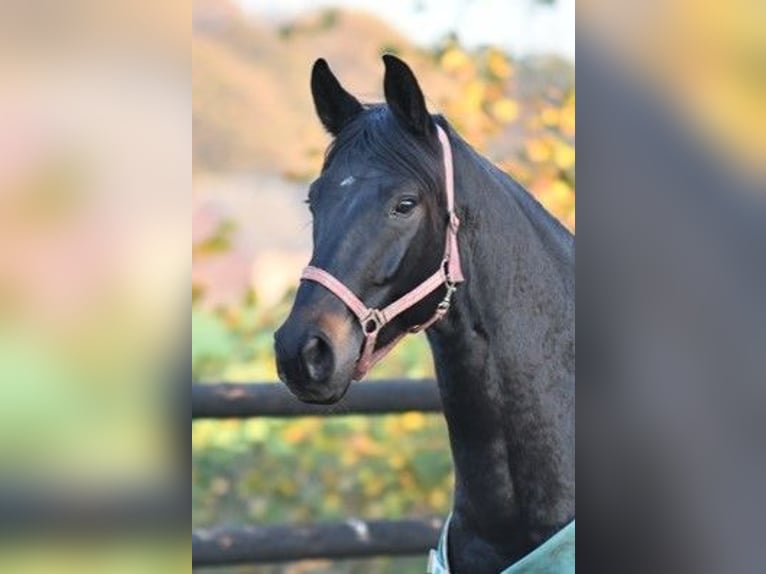 Hannoveraner Wallach 12 Jahre 169 cm Schwarzbrauner in Bad Bevensen