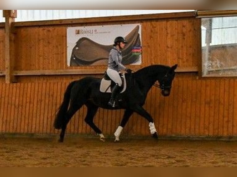 Hannoveraner Wallach 12 Jahre 169 cm Schwarzbrauner in Bad Bevensen