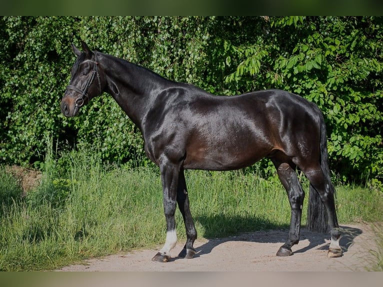 Hannoveraner Wallach 12 Jahre 169 cm Schwarzbrauner in Bad Bevensen