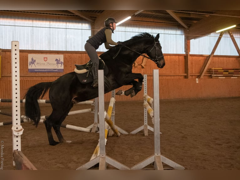 Hannoveraner Wallach 12 Jahre 169 cm Schwarzbrauner in Bad Bevensen