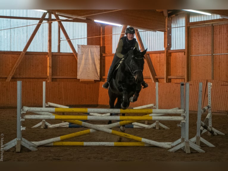Hannoveraner Wallach 12 Jahre 169 cm Schwarzbrauner in Bad Bevensen