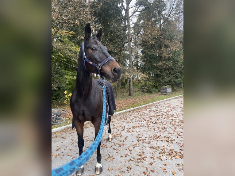Hannoveraner Wallach 12 Jahre 170 cm Brauner in Celje - po&#x161;tni predali