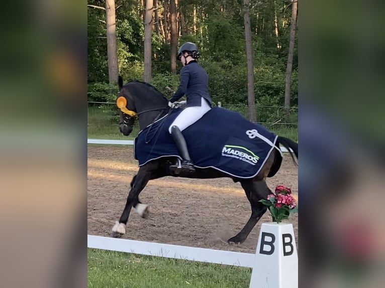 Hannoveraner Wallach 12 Jahre 170 cm  in Handorf