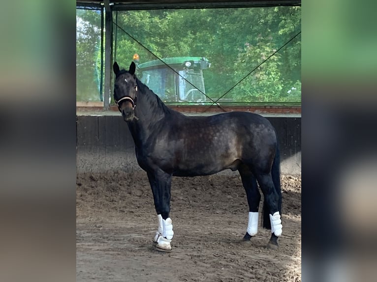 Hannoveraner Wallach 12 Jahre 170 cm  in Handorf