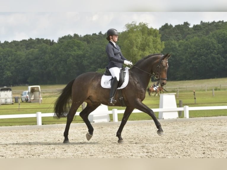 Hannoveraner Wallach 12 Jahre 170 cm  in Handorf
