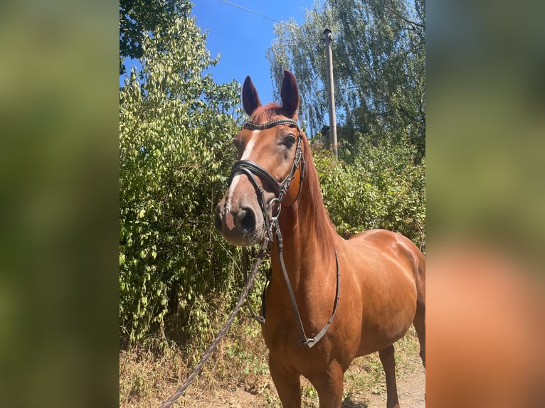 Hannoveraner Wallach 12 Jahre 170 cm Dunkelfuchs in Winnweiler