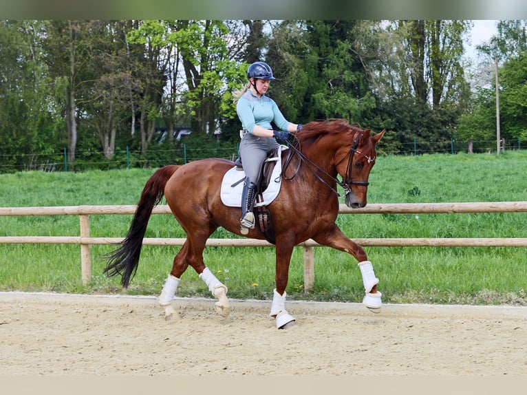 Hannoveraner Wallach 12 Jahre 170 cm Fuchs in Kempen