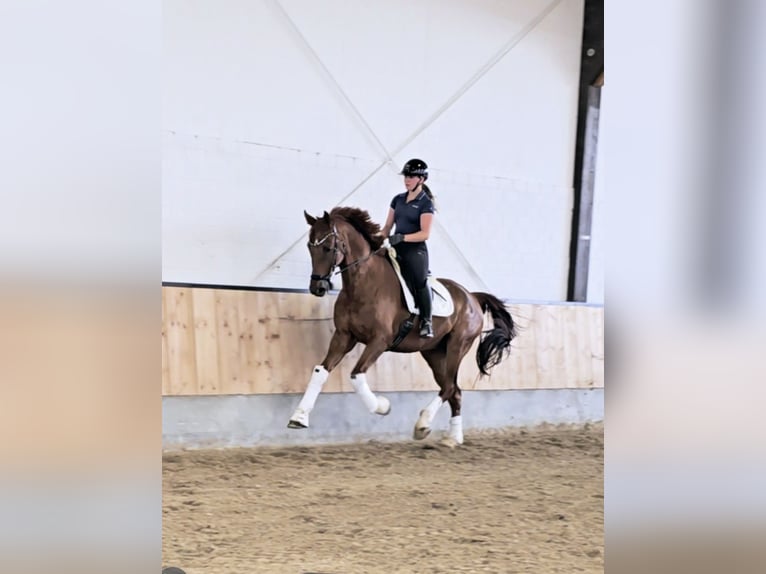 Hannoveraner Wallach 12 Jahre 170 cm Fuchs in Kempen