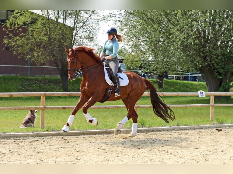 Hannoveraner Wallach 12 Jahre 170 cm Fuchs in Kempen