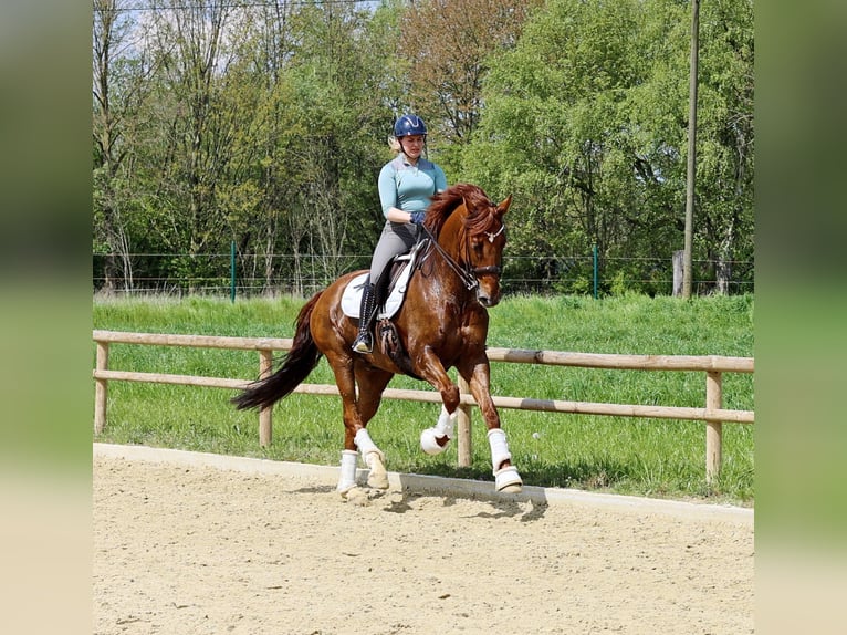 Hannoveraner Wallach 12 Jahre 170 cm Fuchs in Kempen