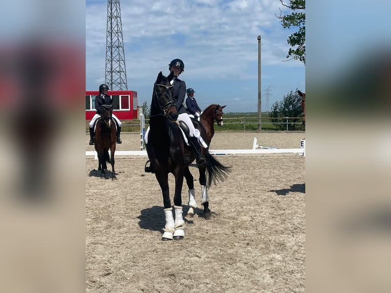 Hannoveraner Wallach 12 Jahre 171 cm Dunkelbrauner in Wangerland