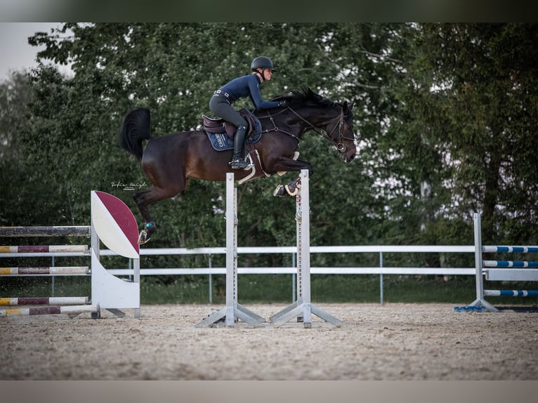 Hannoveraner Wallach 12 Jahre 171 cm Schwarzbrauner in Möttingen