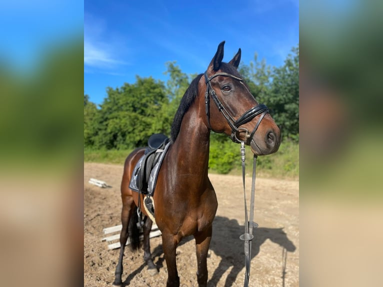 Hannoveraner Wallach 12 Jahre 172 cm Brauner in Ganderkesee