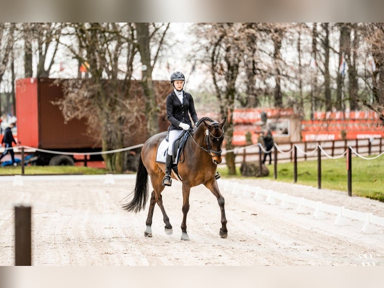 Hannoveraner Wallach 12 Jahre 172 cm Brauner in Ganderkesee