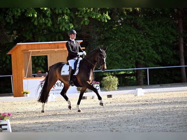 Hannoveraner Wallach 12 Jahre 172 cm Dunkelbrauner in Holzkirchen