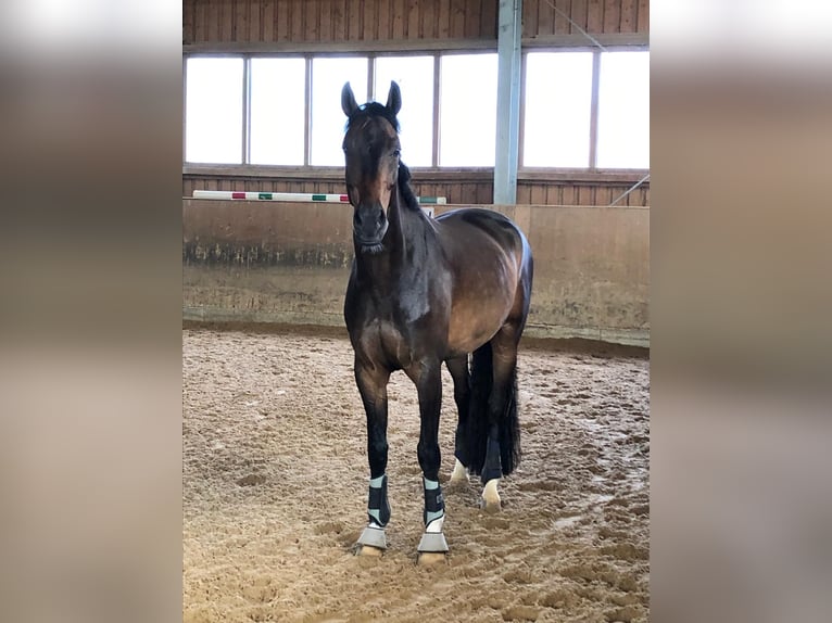Hannoveraner Wallach 12 Jahre 172 cm Dunkelbrauner in Holzkirchen