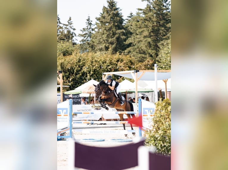 Hannoveraner Wallach 12 Jahre 172 cm Dunkelbrauner in Menningen