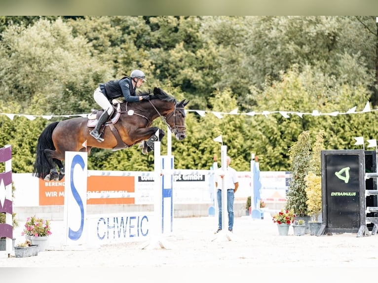 Hannoveraner Wallach 12 Jahre 172 cm Dunkelbrauner in Menningen