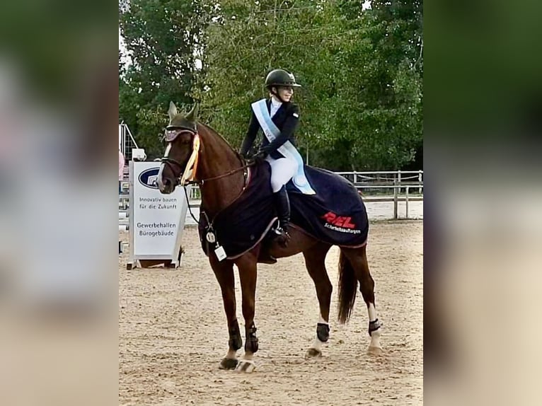 Hannoveraner Wallach 12 Jahre 172 cm Dunkelfuchs in Ellwangen (Jagst)