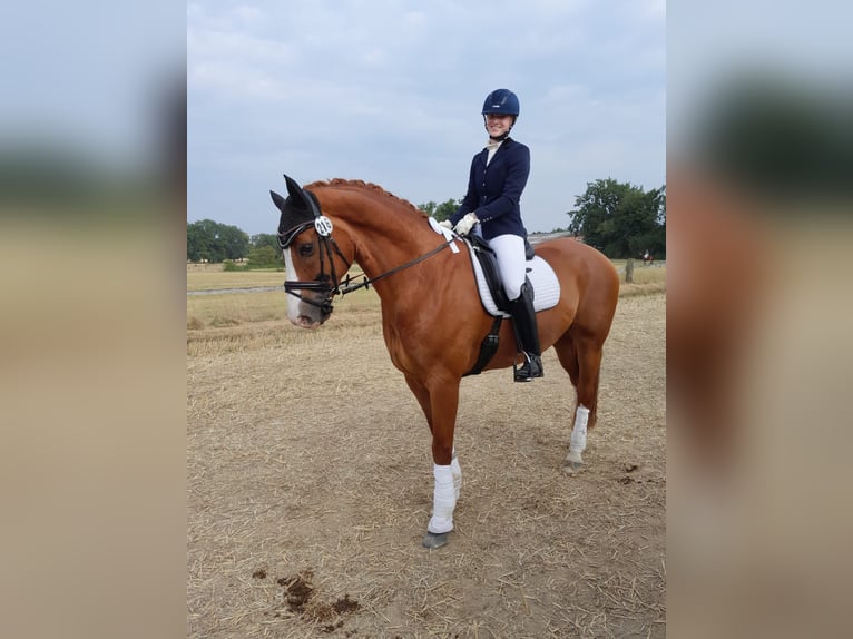 Hannoveraner Wallach 12 Jahre 172 cm Fuchs in Bottrop