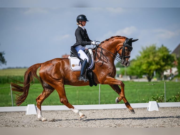 Hannoveraner Wallach 12 Jahre 172 cm Fuchs in Dörflingen