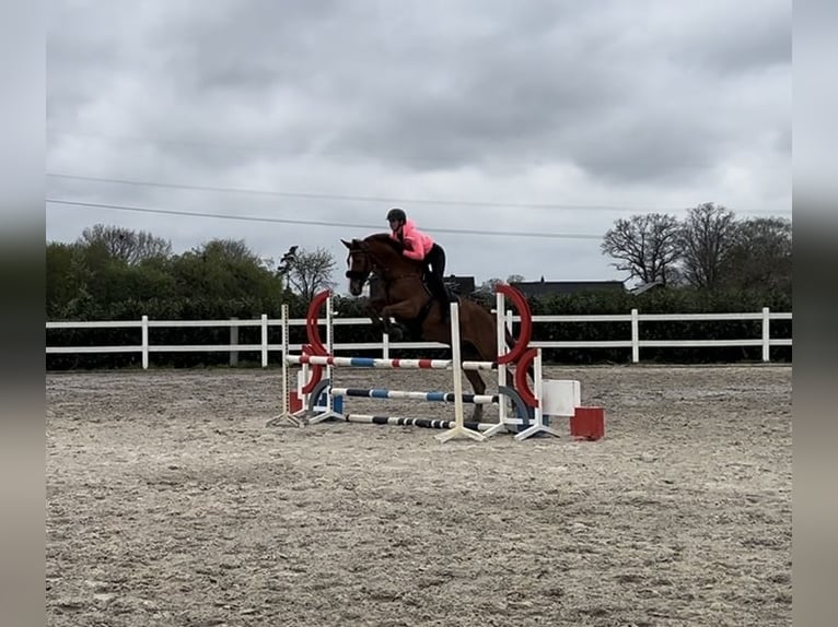 Hannoveraner Wallach 12 Jahre 172 cm Fuchs in Vechta