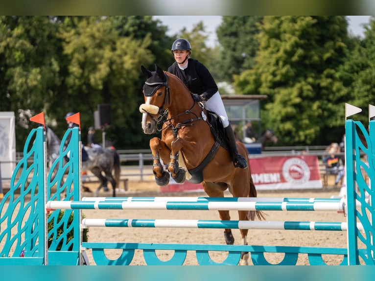 Hannoveraner Wallach 12 Jahre 172 cm Fuchs in Vechta