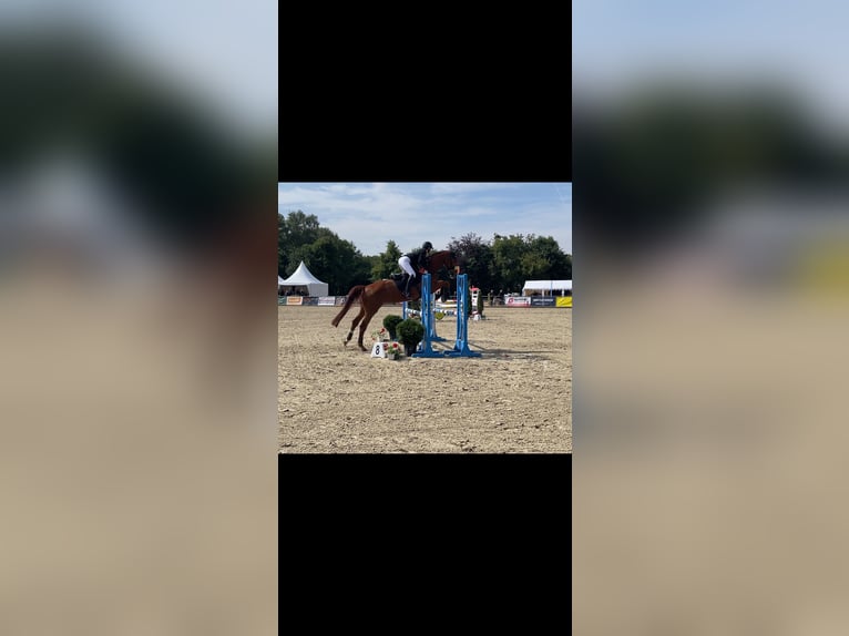 Hannoveraner Wallach 12 Jahre 172 cm Fuchs in Vechta