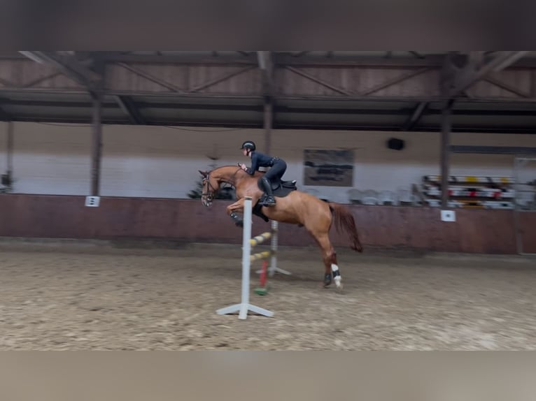 Hannoveraner Wallach 12 Jahre 172 cm Fuchs in Vechta