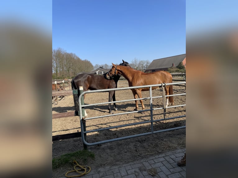 Hannoveraner Wallach 12 Jahre 172 cm Fuchs in Vechta