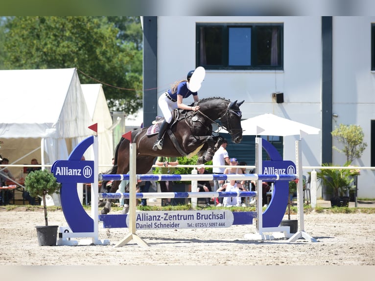 Hannoveraner Wallach 12 Jahre 172 cm Rappe in Karlsruhe