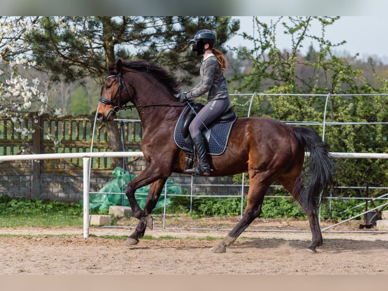 Hannoveraner Wallach 12 Jahre 173 cm Brauner in Wejherowo