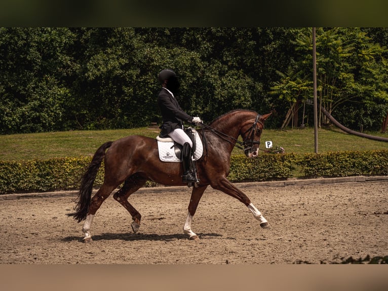 Hannoveraner Wallach 12 Jahre 173 cm Fuchs in Recklinghausen