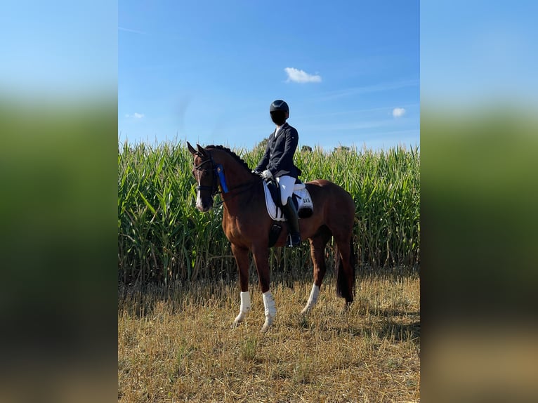 Hannoveraner Wallach 12 Jahre 173 cm Fuchs in Recklinghausen