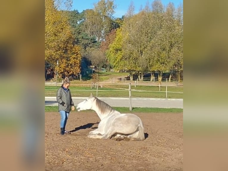 Hannoveraner Wallach 12 Jahre 173 cm Rappschimmel in Wolgast
