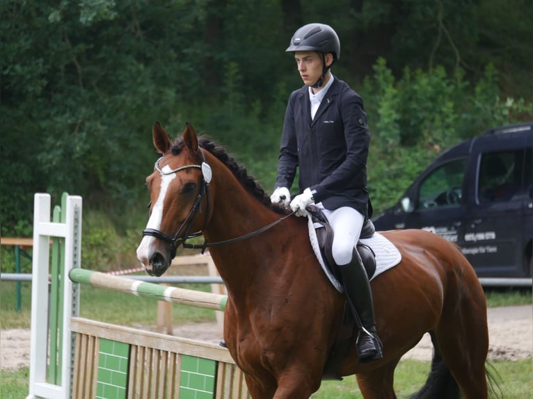 Hannoveraner Wallach 12 Jahre 174 cm Brauner in Kirchberg an der Jagst