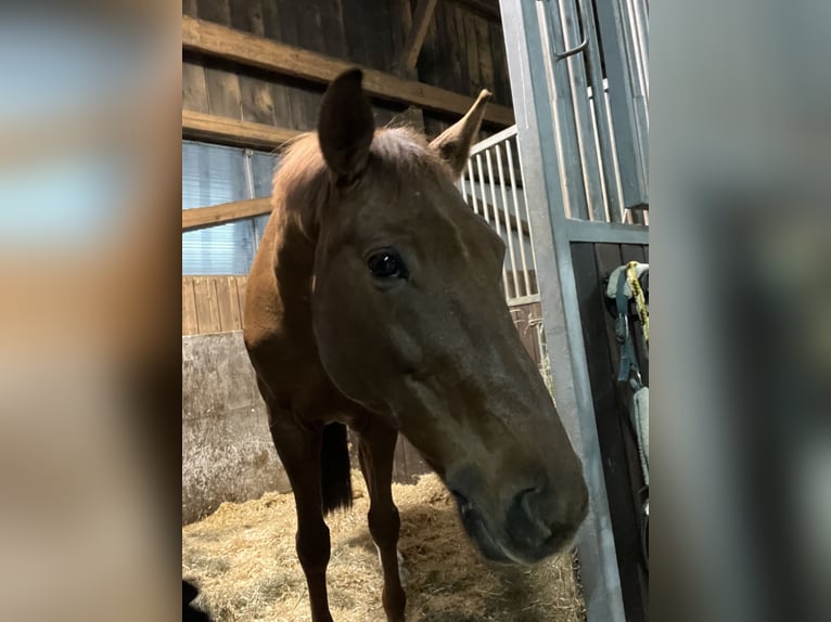 Hannoveraner Wallach 12 Jahre 174 cm Dunkelbrauner in Wernstein
