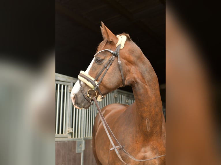 Hannoveraner Wallach 12 Jahre 174 cm Dunkelfuchs in Geilenkirchen