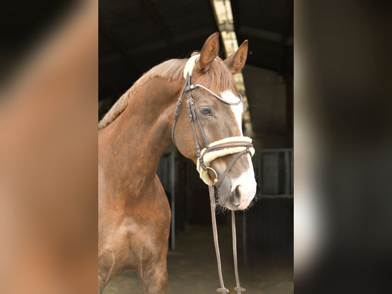 Hannoveraner Wallach 12 Jahre 174 cm Dunkelfuchs in Geilenkirchen