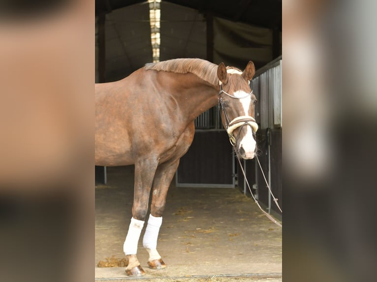 Hannoveraner Wallach 12 Jahre 174 cm Dunkelfuchs in Geilenkirchen