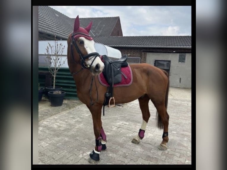 Hannoveraner Wallach 12 Jahre 174 cm Fuchs in Mönchengladbach