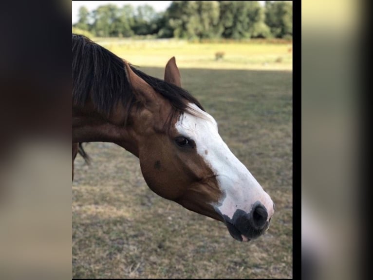 Hannoveraner Wallach 12 Jahre 174 cm Fuchs in Mönchengladbach