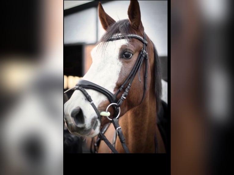 Hannoveraner Wallach 12 Jahre 174 cm Fuchs in Mönchengladbach