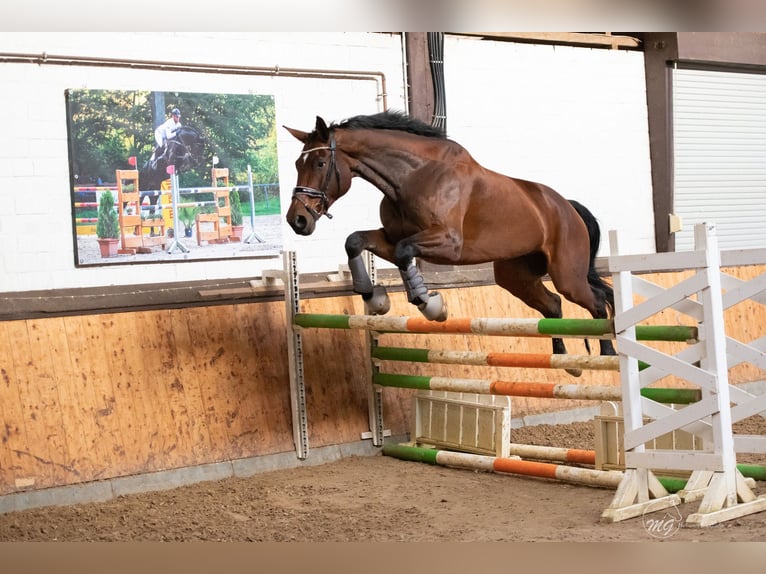 Hannoveraner Wallach 12 Jahre 175 cm Brauner in Moers