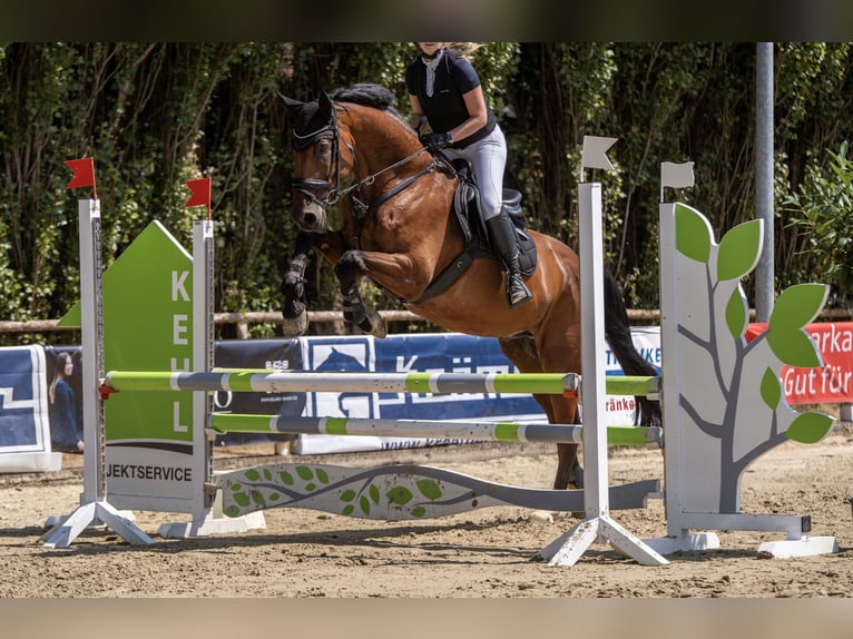 Hannoveraner Wallach 12 Jahre 175 cm Brauner in Bochum