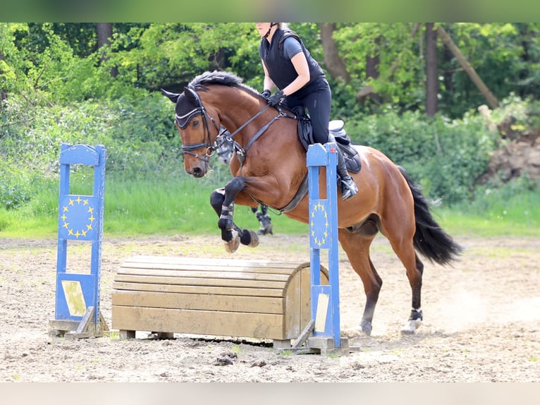 Hannoveraner Wallach 12 Jahre 175 cm Brauner in Bochum