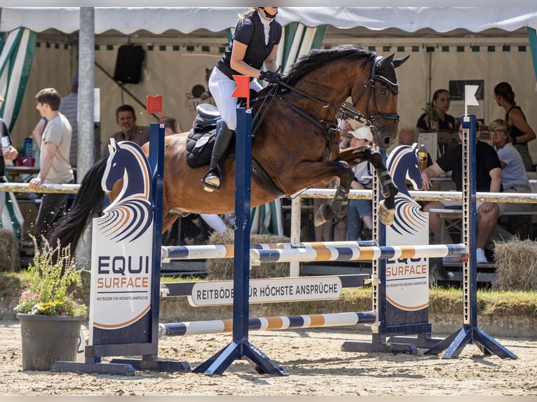 Hannoveraner Wallach 12 Jahre 175 cm Brauner in Bochum