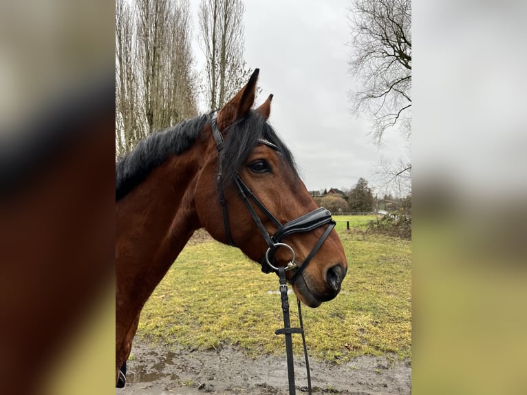 Hannoveraner Wallach 12 Jahre 175 cm Brauner in Bochum